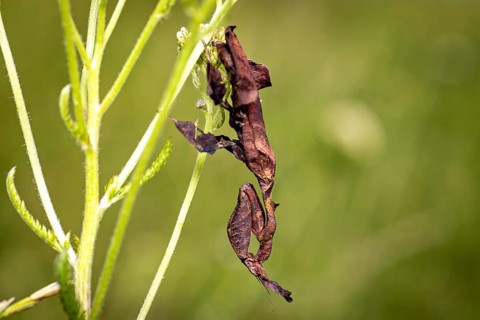An insect camouflages itself on a green plant: a phantom mantis in a meadow near Windhoek in