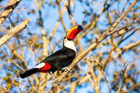 Giant toucan (Ramphastos toco) Pantanal Brazil