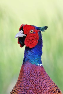 Pheasant, common pheasant (Phasianus colchicus), adult male bird in a meadow, animal portrait,