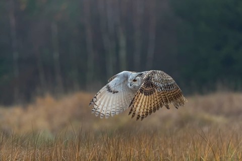 One Siberian Eagle Owl (Bubo bubo sibiricus) flying over tall reed grass lakeshore on an autumnal