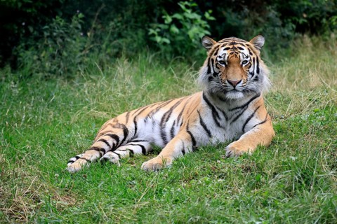 Siberian tiger (Panthera tigris altaica), adult, alert, lying in the grass