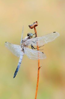 Black-tailed Skimmer (Orthetrum cancellatum), male, North Rhine-Westphalia, Germany