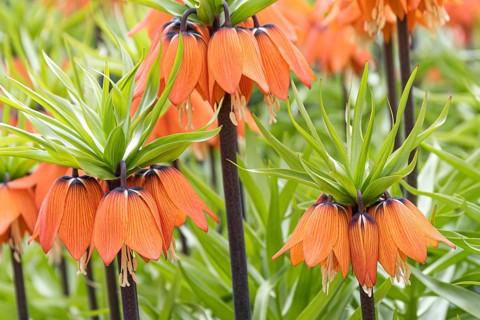 Imperial Crown (Fritillaria imperialis 'Aurora')