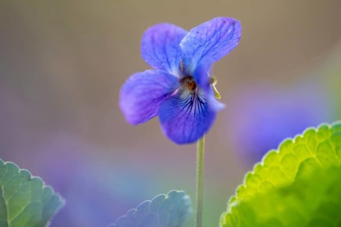 Wood violet (Viola reichenbachiana), Lutten, Lower Saxony, Germany
