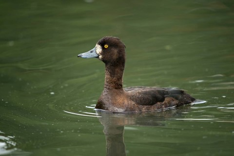 Aythya fuligula, heron duck, tufted duck, anatidae, birds, ducks, ducks, duckbirds, female, birds,