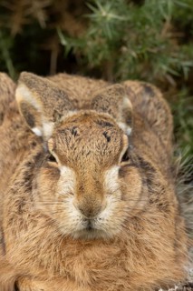 European brown hare (Lepus europaeus) adult animal head portrait, England, United Kingdom