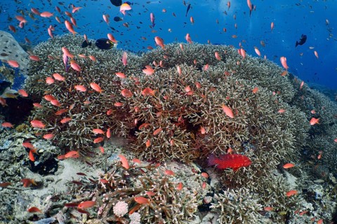 A huge school of small red fish, jewel bannerfish (Pseudanthias squamipinnis), swims above a
