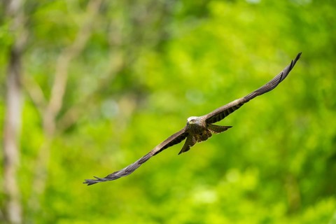 Black kite (Milvus migrans) flying in a forest in early summer, Bavaria, Germany