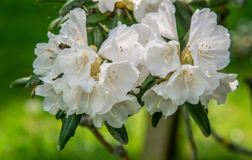 Rhododendron flower (Rhododendron Yakusimanum) in Ystad, Skåne county, Sweden, Scandinavia