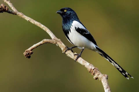 Magpie Tanager (Cissopis leverianus) perched on a branch in the Atlantic Rainforest Region of