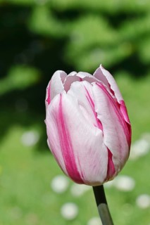 Tulip blossom (Tulipa), pink blossom, in a garden, close-up, inflorescence, early bloomer, spring,