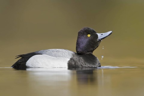 Lesser Scaup (Aythya affinis) male, British Columbia, Canada