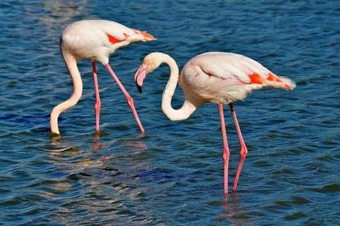 A pair of flamingos, the greater flamingo (Phoenicopterus roseus), stand in the water, displaying