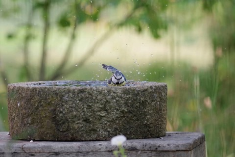 Blue Tit (Cyanistes caeruleus), bird bath, water, cute, water droplets flying through the air