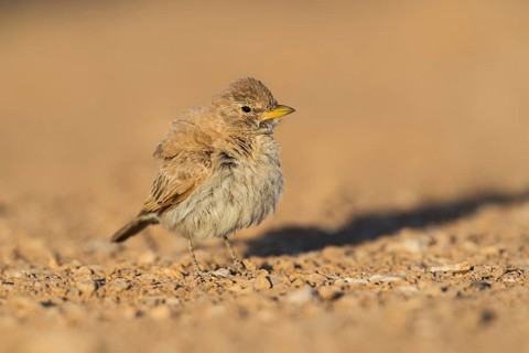 Desert Lark (Ammomanes deserti payni) perched on the ground, Eilat, Israel