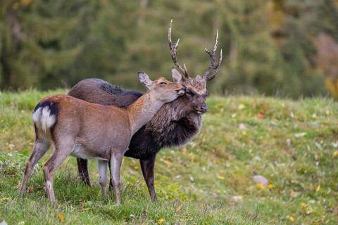 Deep affection. A Japanese sika deer (Cervus nippon nippon) doe cuddles intensely with a stag