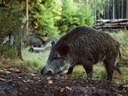 Artiodactyla, even-toed ungulate, cloven-hoofed, wild boar, wild boar, wild boar, autumn, leo,