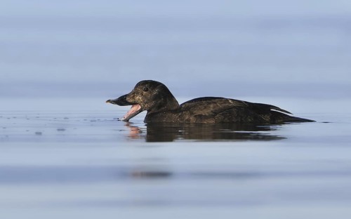 White-winged Scoter (Melanitta deglandi) female, British Columbia, Canada
