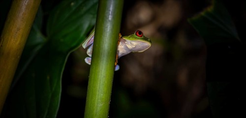 Red-eyed tree frog (Agalychnis callidryas) on a leaf, macro photograph, black background,
