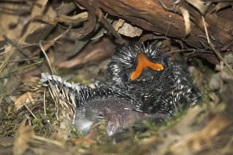 Common Cuckoo (Cuculus canorus) juvenile, Castile and Leon, Spain