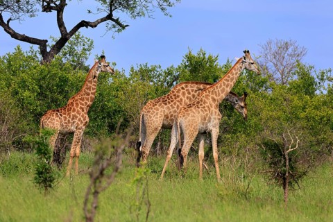 Giraffe (Giraffa camelopardalis giraffa), adult, three, foraging, Kruger National Park, Limpopo