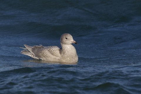Glaucous Gull (Larus hyperboreus), North Sea, Germany