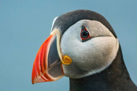 Atlantic Puffin (Fratercula arctica) on cliff, Iceland