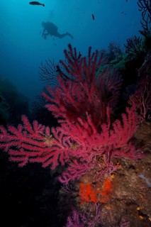 A diver explores a large red coral, the Violescent sea-whip (Paramuricea clavata), in a deep