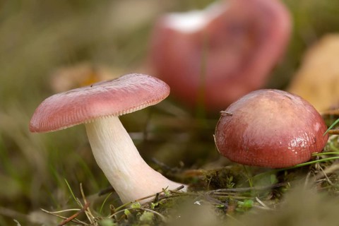 Mild Shine Babe, Russula Nitida, Fungi, Fungus, Mushrooms, Purple Swamp Brittlegill