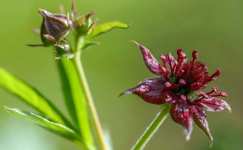 Blood Eye, Comarum Palustre, Potentilla Palustris, Rosaceae, Rose Family, Swamp Blood Eye, Flora,