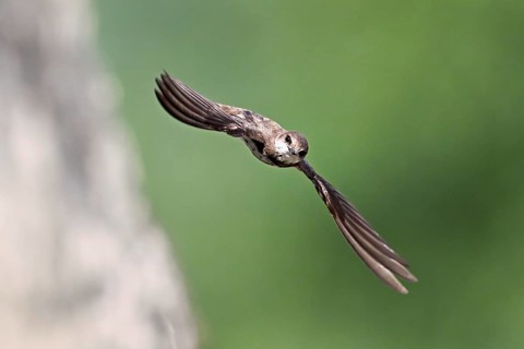 Sand martin (Riparia riparia), taking off from its breeding tube, Reussegg nature reserve, Canton