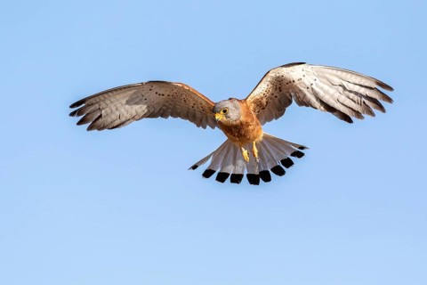 Lesser Kestrel (Falco naumanni) male flying, Castile-La Mancha, Spain