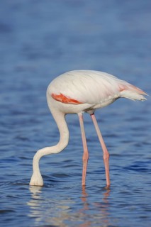 Greater flamingo (Phoenicopterus roseus) foraging, Camargue, Provence, southern France