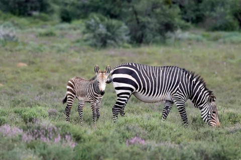 Cape Mountain Zebra (Equus zebra), adult, female, mother, juvenile, alert, feeding, Mountain Zebra