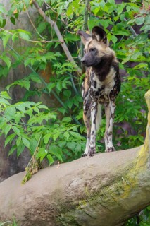 An African Wild Dog, Lycaon pictus, stands in front of some green vegetation on a thick branch of a