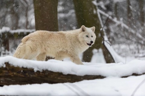 Melville Island wolf (Arctic wolf) running thru snow covered forest, snow falling