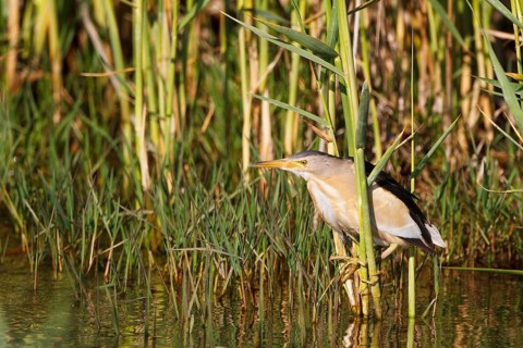 Little Bittern (Ixobrychus minutus) male, Greece