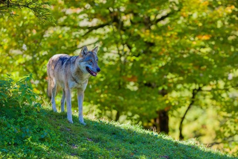 One eurasian gray wolf (Canis lupus lupus) walks down a hill through green vegetation