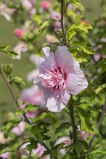 Garden marshmallow (Hibiscus syriacus PINK CHIFFON), Anchers Havecenter, Ellerhoop-Thiensen,