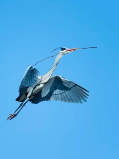 Grey Heron (Ardea cinerea) flying with nesting material in beak, Hesse, Germany