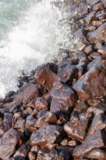 Sea lions (Zalophus wollebaeki), San Cristobal, Galapagos, Ecuador