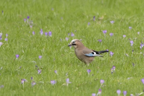 Eurasian jay (Garrulus glandarius) adult bird on a garden grass lawn with flowering Crocus flowers