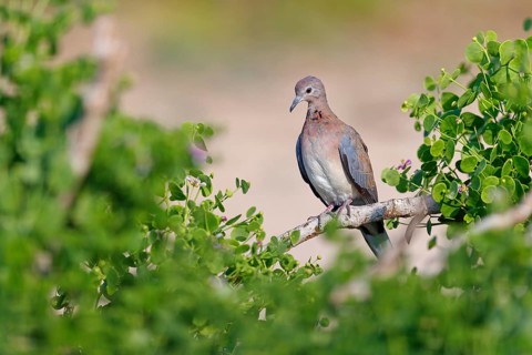 Palm Pigeon, Senegal Pigeon, (Streptopelia senegalensis), Animals, Birds, Pigeons Oman, Wadi Al