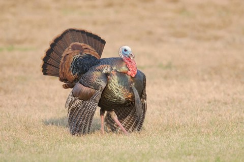 Wild Turkey (Meleagris gallopavo) displaying, Texas, USA