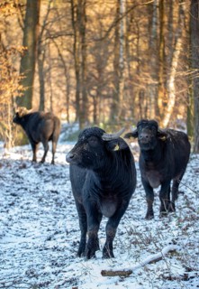 Artiodactyla, Bubalus Arnee, even-toed ungulate, cloven-hoofed, water buffalo, water buffalo,