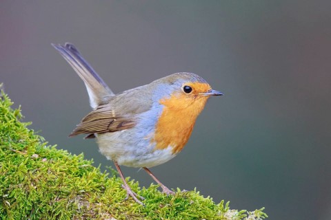 European Robin (Erithacus rubecula) perched on mossy trunk, North Rhine-Westphalia, Germany