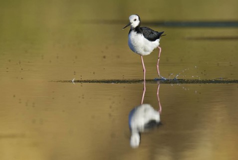 White-headed Stilt (Himantopus leucocephalus), New Zealand