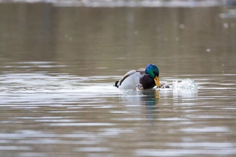 Mallard (Anas platyrhynchos) Mating Germany