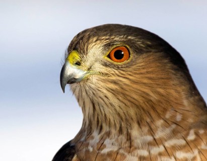 Cloe-up of an Adult Sharp-shinned Hawk, Accipiter striatus, in Saskatoon Saskatchewan