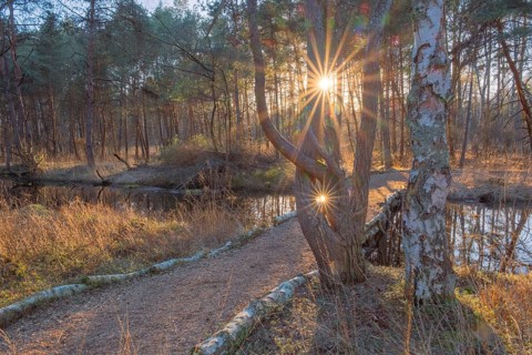 View of a backlit path in the moor adventure trail, Sonnenstrahl, Otternhagener Moor, Resse,